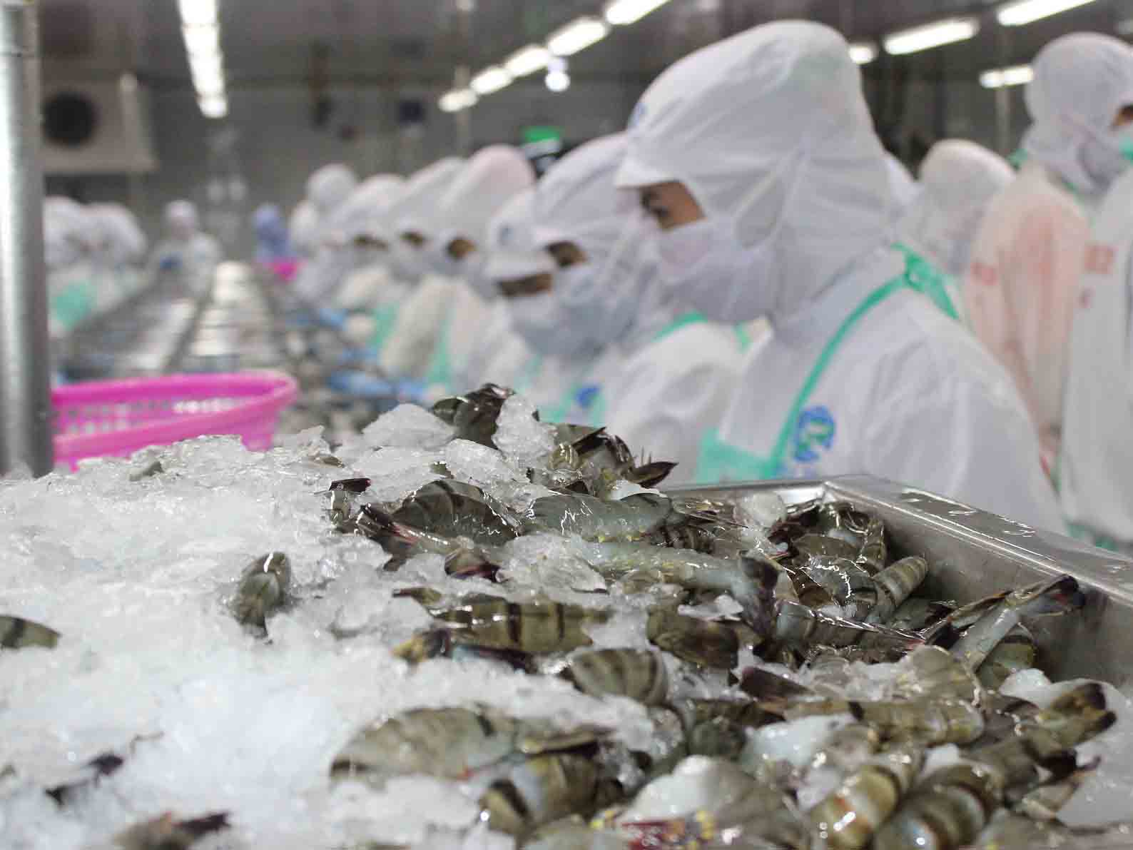 Un point positif dans les exportations de crevettes
