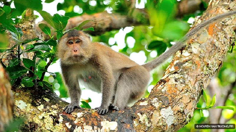 Le PM ordonne la suspension de l importation d animaux sauvages