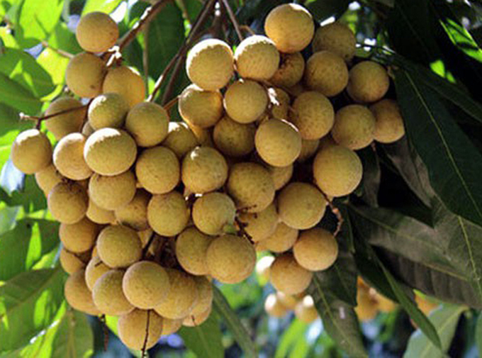 Son La exporte 30 tonnes de longanes vers la Chine