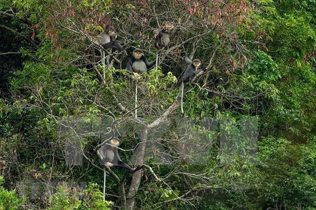 Kon Plông - un trésor de biodiversité à préserver