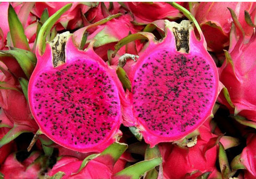 Le fruit du dragon à chair rouge bientôt exporté vers le Japon