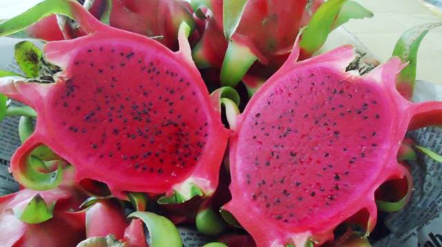 Son La 10 tonnes de fruits du dragon à chair rouge bientôt exportées vers la Russie