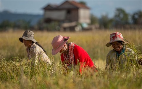 La production agricole pourrait contribuer à 32 du PIB du Cambodge en 2020