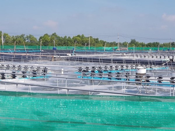Bac Lieu deviendra un centre de production de crevettes du pays