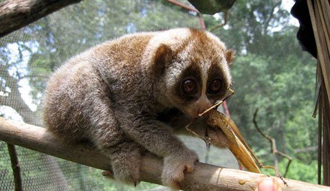 Conservation des loris dans la réserve naturelle de Xuân Liên