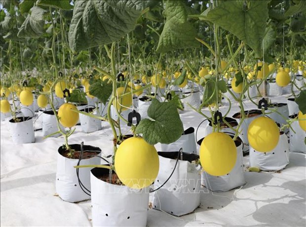 La science et la technologie pour faire progresser l agriculture à Ninh Thuan