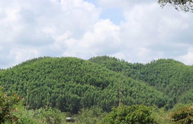 Bac Giang encourage le développement des forêts de production