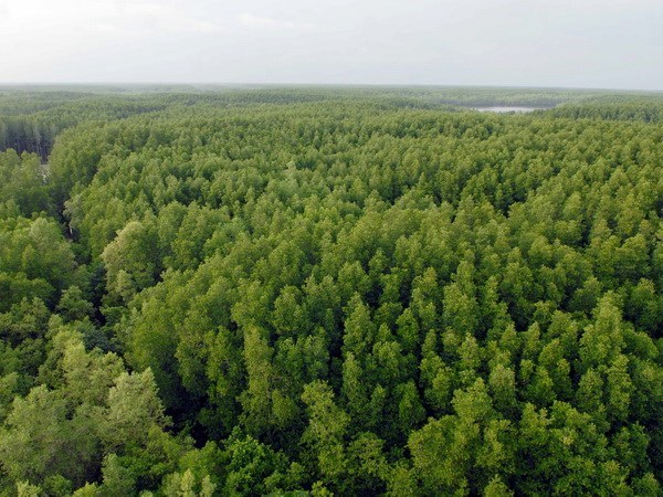 Plus de 50 000 milliards de dongs pour le développement de la sylviculture