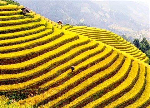 Nord-Ouest La belle saison de Lào Cai arrive