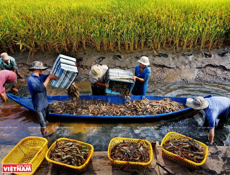 Ca Mau devrait continuer de développer l’aquaculture