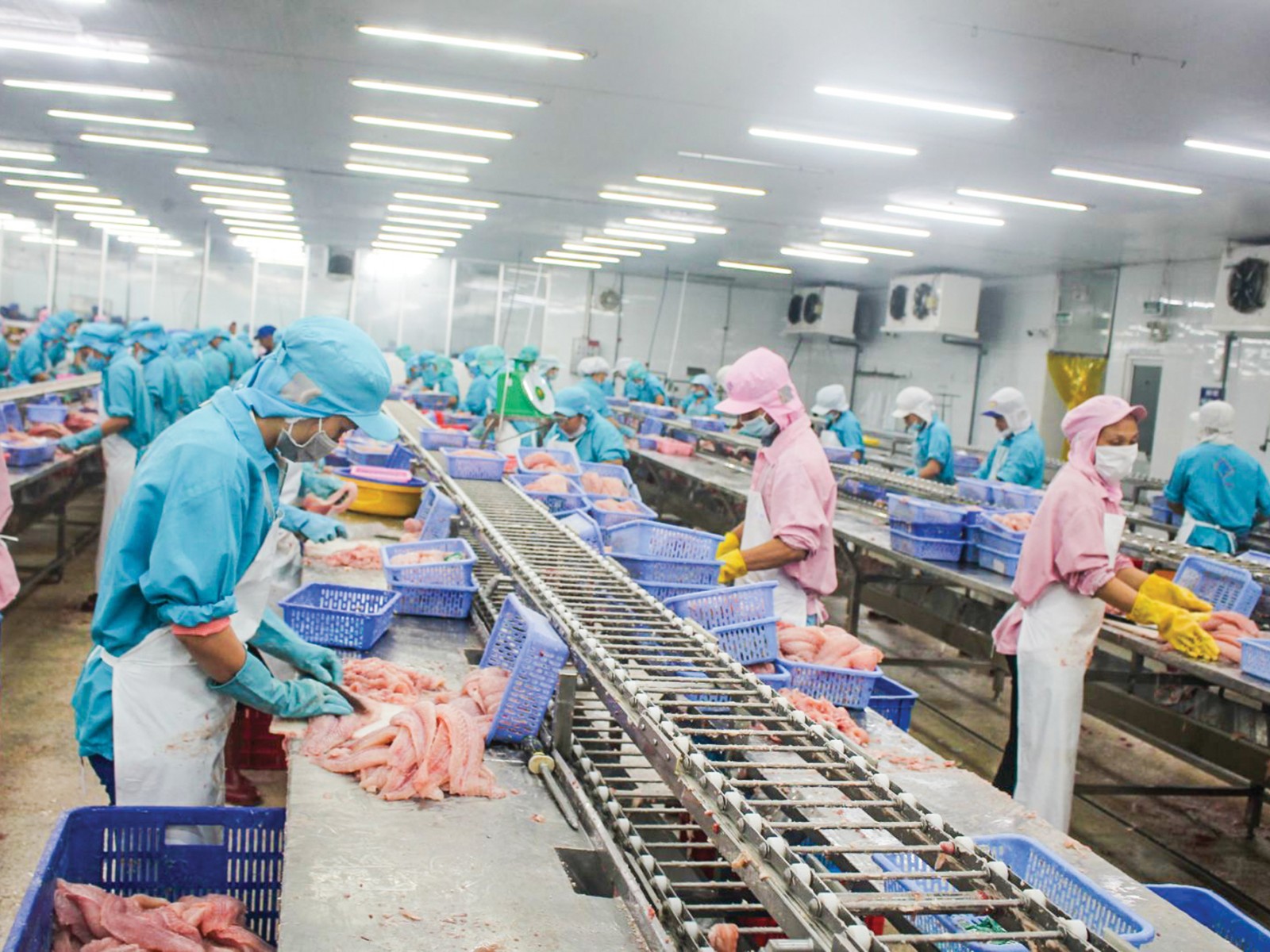 De bons signes pour les exportations de poissons tra à Singapour