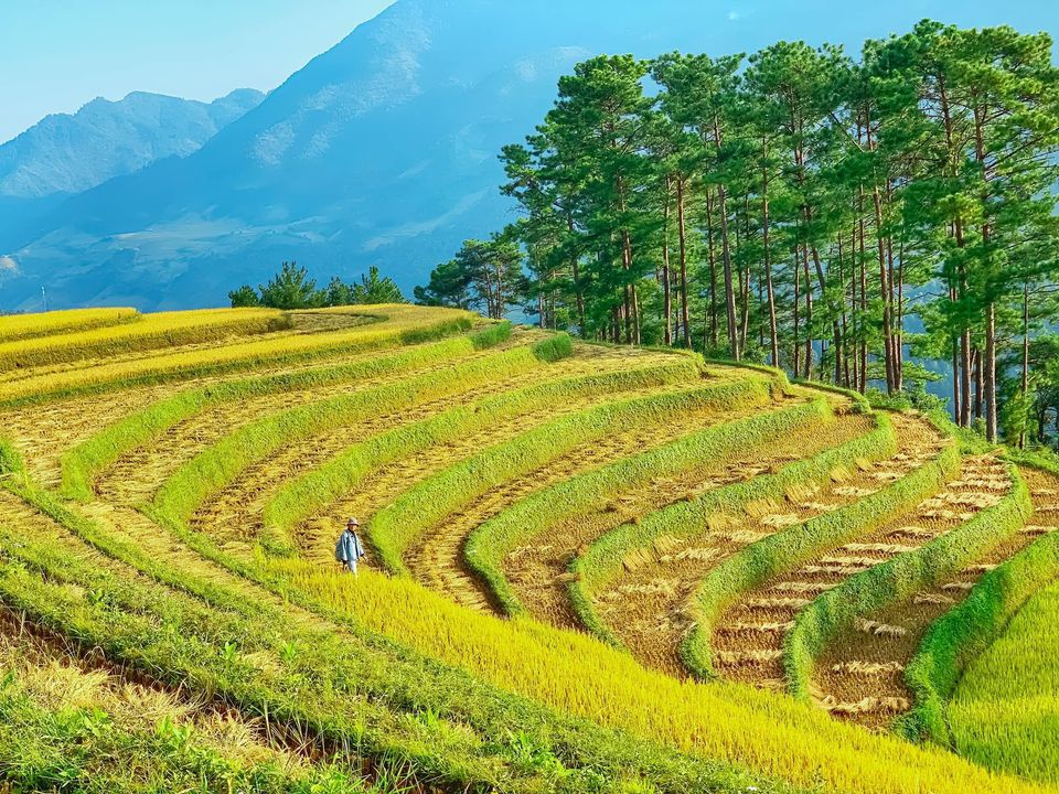 Quatre destinations célèbres du Nord-Ouest pour admirer les rizières dorées