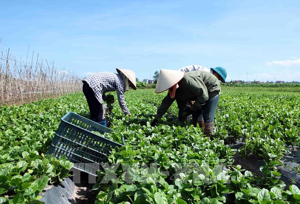 Le Vietnam et les Pays-Bas cherchent à stimuler le commerce des fruits et légumes