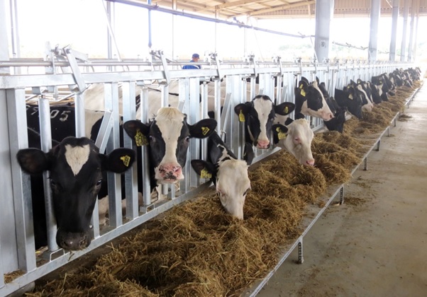 La ferme laitière Phu Yen du groupe TH reçoit des vaches importées des États-Unis