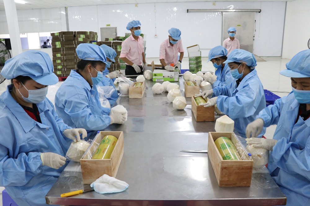 Exportation du premier lot de fruits vers l UE dans le cadre de l’EVFTA