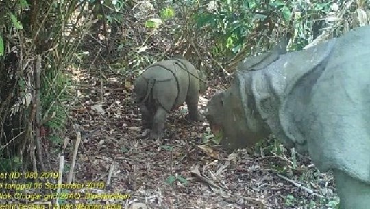 Découverte de deux individus de rhinocéros de Java en Indonésie