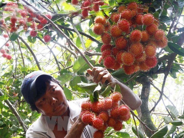 Promotion des exportations vietnamiennes des fruits et légumes vers les Etats-Unis