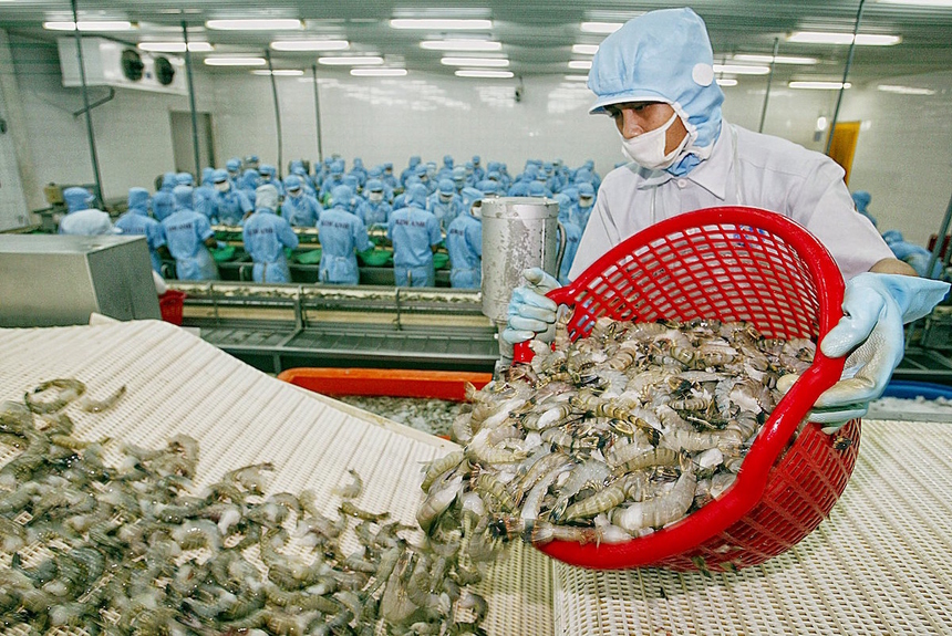 Forte hausse des exportations nationales de crevettes vers l’UE