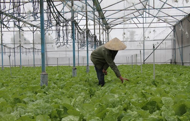 Les agriculteurs de Dak Lak bénéficieront du projet de réponse aux changements climatiques des Nations Unies