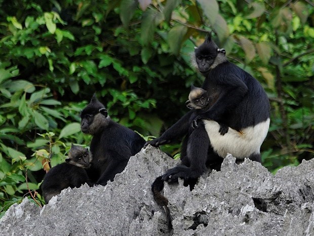 Le Vietnam rend hommage aux protecteurs de la faune en 2010-2020