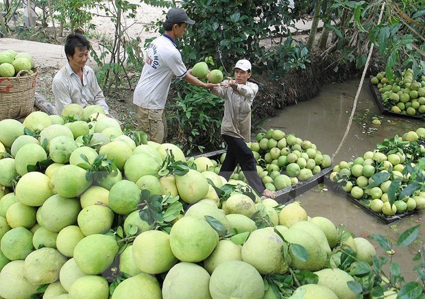 Le Chili autorise l importation de pamplemousses vietnamiens