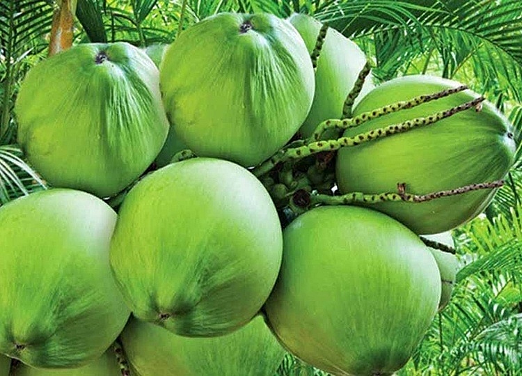 Hausse spectaculaire des exportations de noix de coco vers la Thaïlande