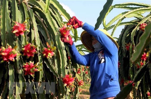 L Inde et le Vietnam ont un grand potentiel pour promouvoir l exportation de fruits