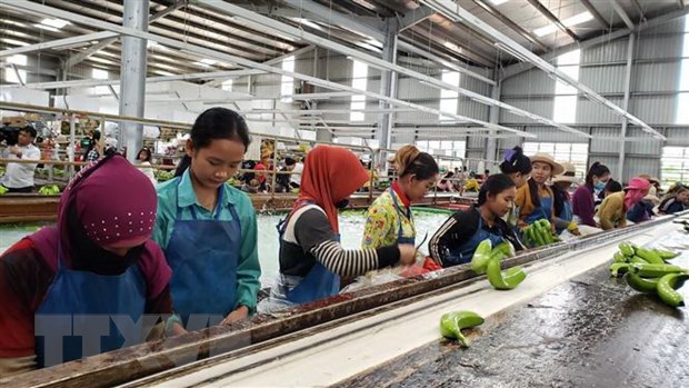 Des projets agricoles au Cambodge soutiennent le changement d emploi des Vietnamiens