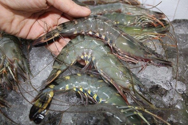 La Pologne, la R tchèque et la Bulgarie s ouvrent aux poissons et crevettes vietnamiens
