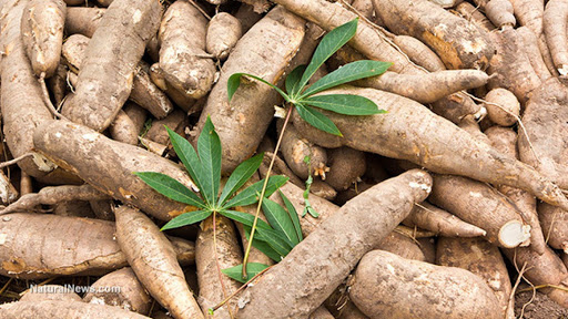 Hausse des exportations nationales de manioc et produits dérivés