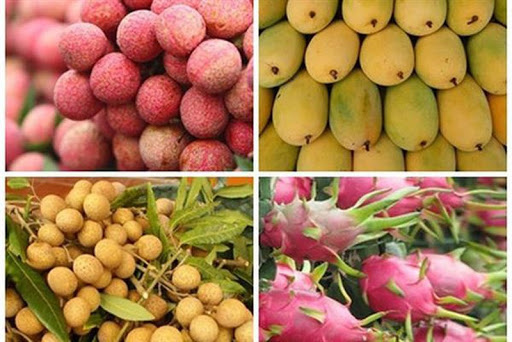 Fruits et légumes 2,5 milliards de dollars d’exportations en 9 mois