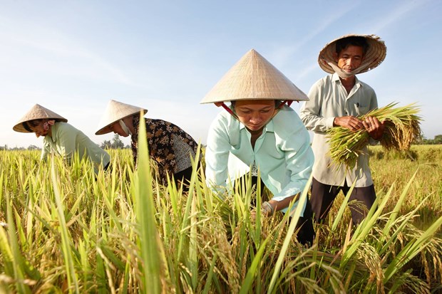 Opportunités de renforcer les exportations nationales de riz vers l Australie
