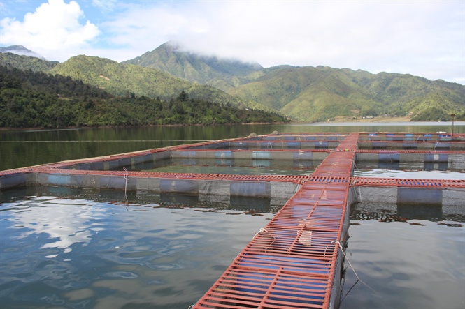 Esturgeons Le Vietnam fait partie des 10 premiers producteurs