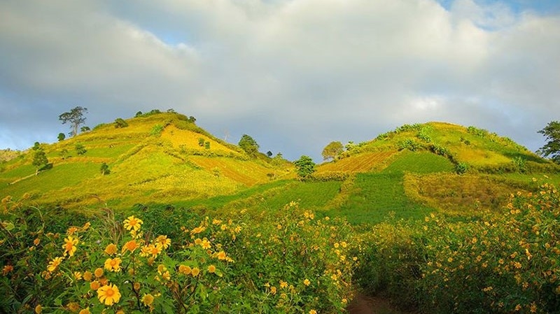 Ouverture de la semaine des tournesols mexicains - volcan Chu Dang Ya à Gia Lai