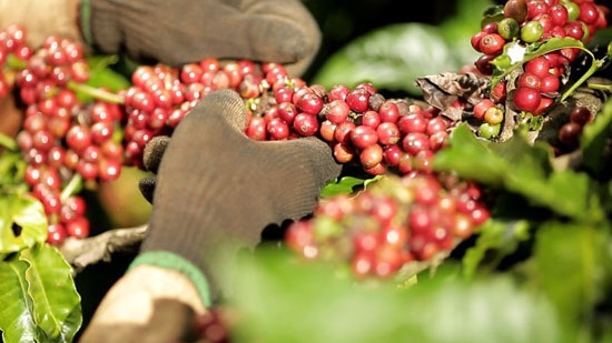 Café Plus de 2,3 milliards de dollars d’exportation en 10 mois