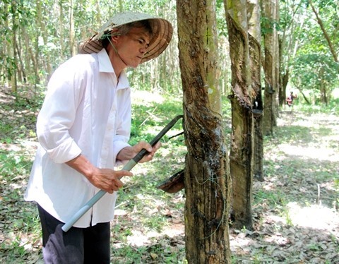 Accélérer les exportations de bois et de produits en bois d hévéa en conformité avec le VNTLAS