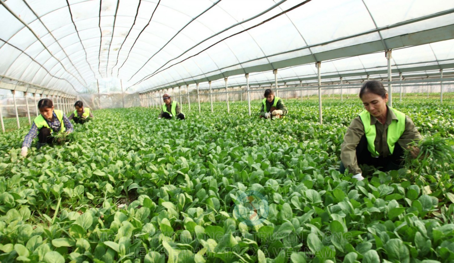 Améliorer l’efficacité des coopératives dans le contexte de changement climatique