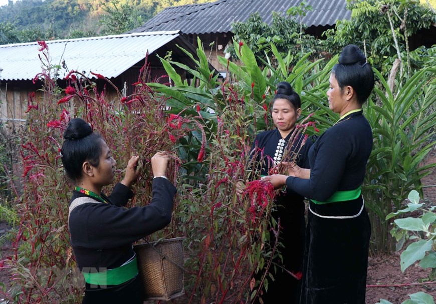 Festival des fleurs de célosies de l’ethnie Cong