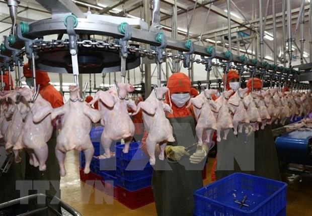 La viande de poulet du Vietnam bientôt exportée à Singapour et Hongkong Chine