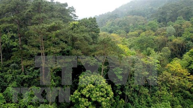 Vinh Phuc ne cesse d étendre la superficie de ses zones forestières
