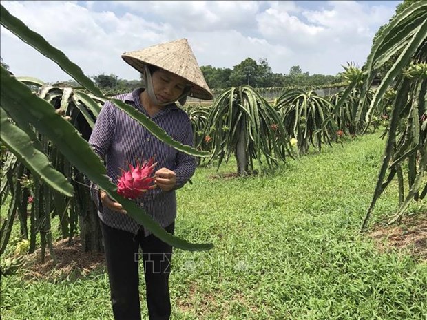 Toutes les communes de Vinh Phuc répondent aux normes de la Nouvelle ruralité