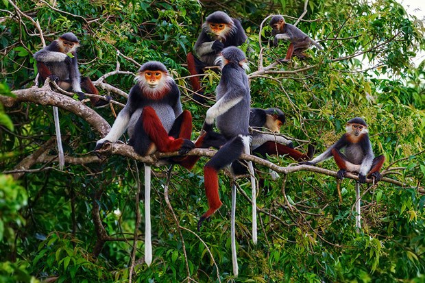 Le Vietnam coopère avec les pays de l ASEAN pour inverser la perte de la biodiversité