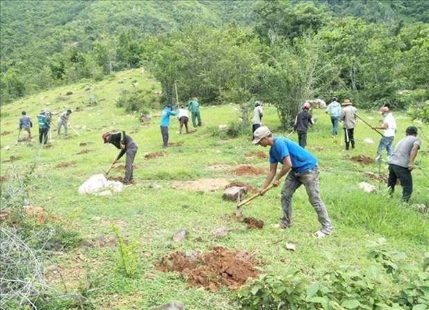 Ninh Thuan renforce le développement de l économie forestière