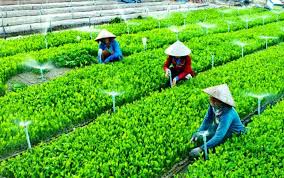Le pays compte 1 292 coopératives agricoles appliquant la haute technologie
