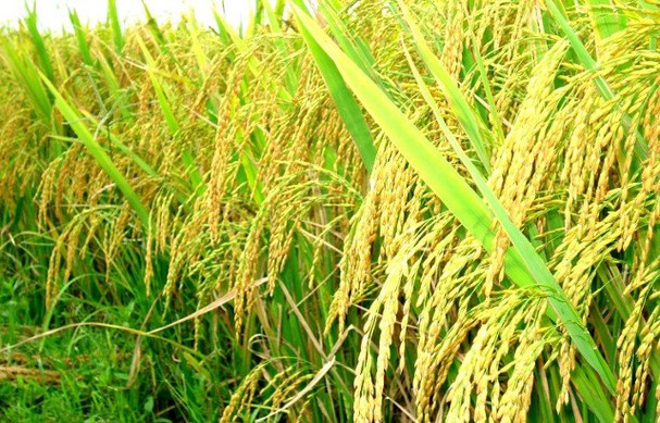 Le Vietnam s’emploie à assurer la sécurité alimentaire