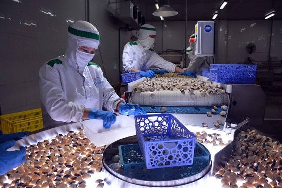 Lenger Farm, la première unité au monde à recevoir le label ASC pour les élevages de Meretrix Lyrata