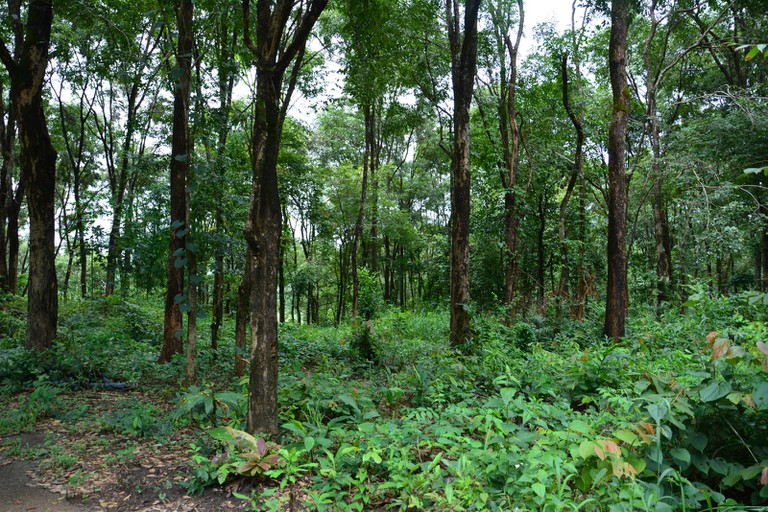 Objectif un million d’hectares de forêts certifiés «gestion forestière aux normes internationales» en 2025