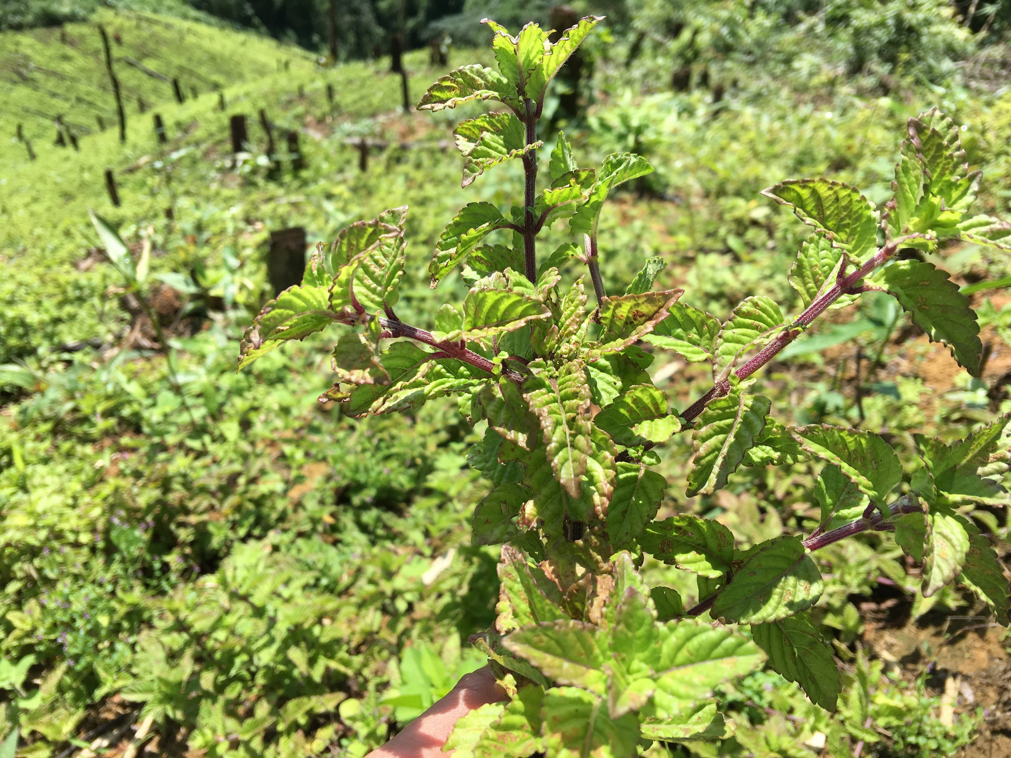 La gelée d herbe noire du Vietnam autorisée à être exportée vers la Chine
