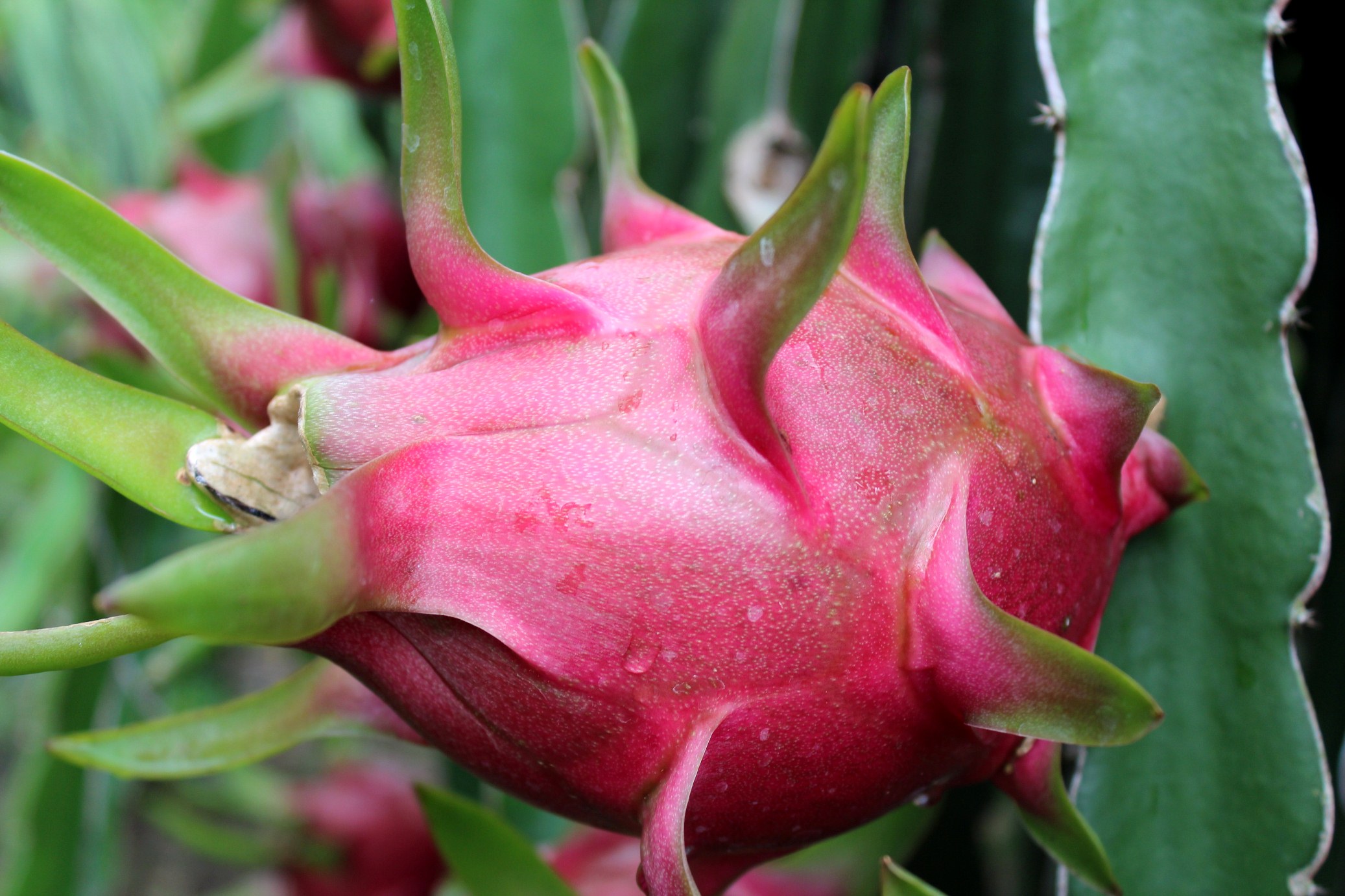 Café instantané et pitaya du Vietnam très populaires en Inde