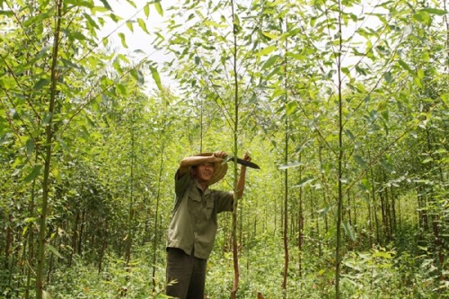 Elargir les débouchés pour les organisations de producteurs forestiers et agricoles
